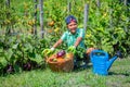 Cute little boy holding a basket with fresh organic vegetables in domestic garden. Royalty Free Stock Photo