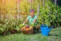 Cute little boy holding a basket with fresh organic vegetables in domestic garden. Royalty Free Stock Photo