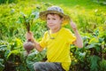 Cute little boy holding a bunch of fresh organic carrots and beets in domestic garden Royalty Free Stock Photo