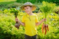 Cute little boy holding a bunch of fresh organic carrots in domestic garden. Royalty Free Stock Photo