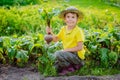 Cute little boy holding a bunch of fresh organic carrots and beets in domestic garden Royalty Free Stock Photo