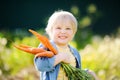 Cute little boy holding a bunch of fresh organic carrots in domestic garden Royalty Free Stock Photo