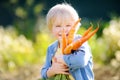 Cute little boy holding a bunch of fresh organic carrots in domestic garden Royalty Free Stock Photo