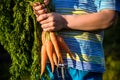 Cute little boy holding a bunch of fresh organic carrots in domestic garden. Healthy family lifestyle Royalty Free Stock Photo