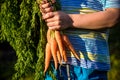 Cute little boy holding a bunch of fresh organic carrots in domestic garden. Healthy family lifestyle Royalty Free Stock Photo