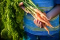 Cute little boy holding a bunch of fresh organic carrots in domestic garden. Healthy family lifestyle Royalty Free Stock Photo