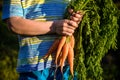 Cute little boy holding a bunch of fresh organic carrots in domestic garden. Healthy family lifestyle Royalty Free Stock Photo