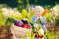 Cute little boy holding a bunch of fresh organic carrots in domestic garden Royalty Free Stock Photo