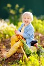 Cute little boy holding a bunch of fresh organic carrots in domestic garden Royalty Free Stock Photo