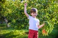 Cute little boy holding a bunch of fresh organic carrots in domestic garden. Healthy family lifestyle. Harvest time Royalty Free Stock Photo