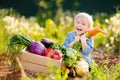 Cute little boy holding a bunch of fresh organic carrots in domestic garden Royalty Free Stock Photo