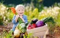 Cute little boy holding a bunch of fresh organic carrots in domestic garden. Healthy family lifestyle Royalty Free Stock Photo