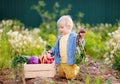Cute little boy holding fresh organic beet in domestic garden Royalty Free Stock Photo
