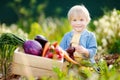 Cute little boy holding fresh organic beet in domestic garden Royalty Free Stock Photo