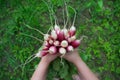 Cute little boy holding fresh organic beet in domestic garden. Healthy food for kid. Harvest time Royalty Free Stock Photo