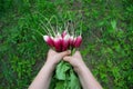 Cute little boy holding fresh organic beet in domestic garden. Healthy food for kid. Harvest time Royalty Free Stock Photo