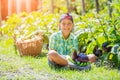 Cute little boy holding a fresh organic eggplant in domestic garden. Royalty Free Stock Photo