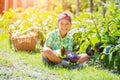 Cute little boy holding a fresh organic eggplant in domestic garden. Royalty Free Stock Photo