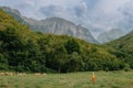 Cute little boy with a sheeps on farm, best friends, boy and lamb against the backdrop of greenery, poddy and child on