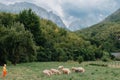 Cute little boy with a sheeps on farm, best friends, boy and lamb against the backdrop of greenery, poddy and child on Royalty Free Stock Photo