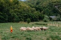 Cute little boy with a sheeps on farm, best friends, boy and lamb against the backdrop of greenery, poddy and child on