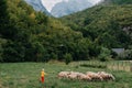 Cute little boy with a sheeps on farm, best friends, boy and lamb against the backdrop of greenery, poddy and child on Royalty Free Stock Photo