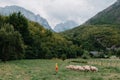 Cute little boy with a sheeps on farm, best friends, boy and lamb against the backdrop of greenery, poddy and child on