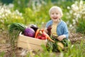 Cute little boy sitting near crate with harvested crop of vegetables in domestic garden. Child holding fresh organic beet. Healthy Royalty Free Stock Photo