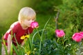 Cute little boy is smelling purple peonies in sunny domestic garden.