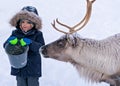 Boy feeding reindeer in the winter