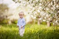 Cute little boyin the garden with blosoming  apple trees. Smiling boy  having fun and enjoying Royalty Free Stock Photo