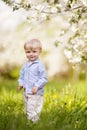 Cute little boyin the garden with blosoming apple trees. Smiling boy having fun and enjoying