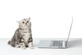 cute little british shorthair cat sitting near laptop