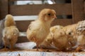 Cute little broiler chickens eats grain, close-up