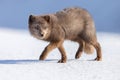 Cute little brown arctic fox walking in the snow under the sun Royalty Free Stock Photo