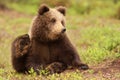 Cute little brown bear cub