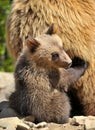 Cute little brown bear cub hiding behind mother bear Royalty Free Stock Photo