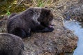 Cute little brown bear cub laying down and licking paw on the side of the Brooks River waiting for mother bear, Katmai National Pa