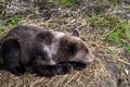 Cute little brown bear cub laying down and watching for mother bear, Katmai National Park, Alaska