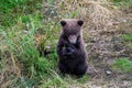Cute little brown bear cub sitting up holding grass in its paws and looking up, Katmai National Park, Alaska