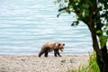 Cute little brown bear cubs playing on the beach of Nak Nak lake, Katmai National Park, Alaska Royalty Free Stock Photo