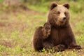 Cute little brown bear looking and waving at you
