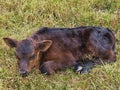 Cute little brown calf laying in the grass. Royalty Free Stock Photo