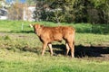 Cute little, brown calf on the meadow Royalty Free Stock Photo