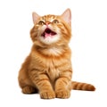 cute little brown cat on transparent background. looking up