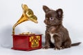 A cute little brown Chihuahua puppy sits next to a clockwork music box, a gramophone on a white background Royalty Free Stock Photo