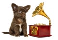 A cute little brown Chihuahua puppy sits next to a clockwork music box, a gramophone on a white background Royalty Free Stock Photo