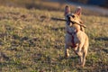 Cute little brown dog catching a wooden stick in midair on dry meadow grass Royalty Free Stock Photo