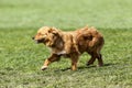 Cute little brown dog in a green field Royalty Free Stock Photo