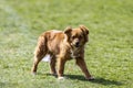 Cute little brown dog in a green field Royalty Free Stock Photo